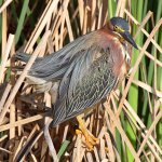 GreenHeron5.jpg