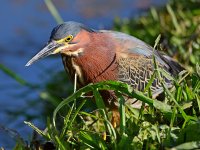 GreenHeron12.jpg