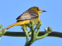 Oriole.jpg