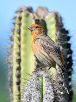 Finch6.jpg