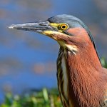 GreenHeron10.jpg