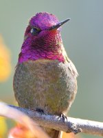 Hummer19.jpg