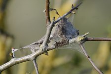 DSC_2666.jpg