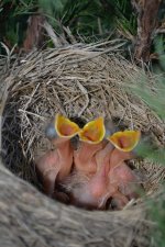 Baby Robins.jpg
