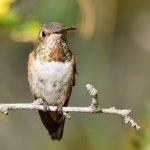 Hummer4.jpg