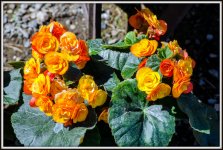 DSC_3049.jpg