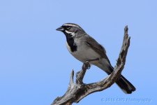 4-23-16-cr__D7K3099.jpg