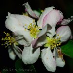 4-23-16-cr_DSC_3630.jpg