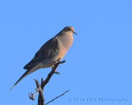 4-24-16-cr__D7K3135.jpg