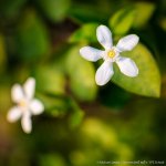 flowers-3.jpg