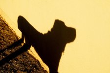4-24-16-challenge-shadow_DSC_3635.jpg