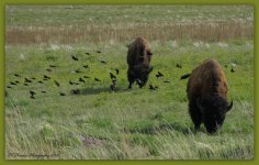 Birds and Buffalo 4-24-2016.jpg
