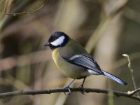 DSC_0178.jpg