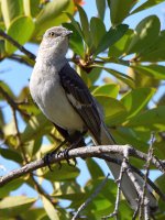 Mockingbird4.jpg