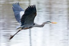GBH Set-108.jpg