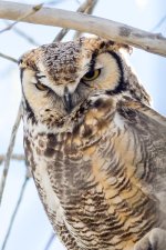 Dry Creek Owl-100.jpg