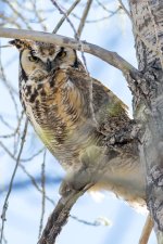 Dry Creek Owl-101.jpg