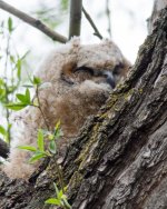 Twin Lake Owls-120.jpg