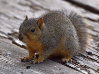 Squirrel.jpg