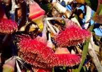 gumflower.jpg