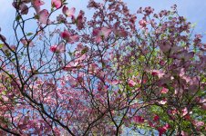 Spring_Trees_01.jpg