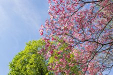 Spring_Trees_03.jpg