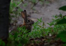 ROY_5364.JPG