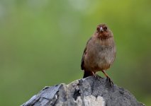 ROY_5375.JPG