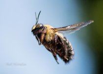 20160425CarpenterBees 075.jpg 20160425CarpenterBees 075.jpg