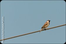 County Park Birds-5968.jpg
