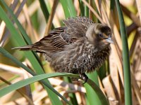 Blackbird6.jpg