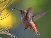 Hummer3.jpg
