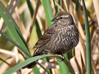 Blackbird3.jpg