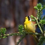 YellowThroat2.jpg