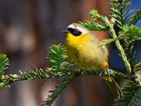 YellowThroat3.jpg