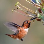 Hummer13.jpg