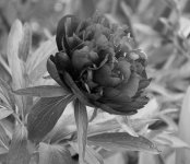 flower #167.jpg
