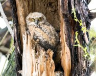 Twin Lake Owls-123.jpg