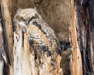 Twin Lake Owls-124.jpg