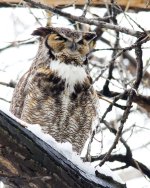 Twin Lake Owls-122.jpg