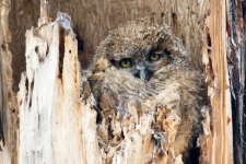 Twin Lake Owls-121.jpg