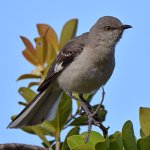 Mockingbird2.jpg
