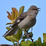 Mockingbird3.jpg