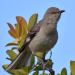 Mockingbird.jpg