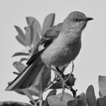MockingbirdBW.jpg