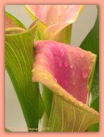 Three Calla Lillies  Close Up 4-27-2016.jpg