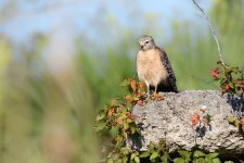 Fakahatchee Strand-.jpg