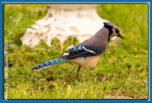 MidMorning Birds-5994-Edit.jpg