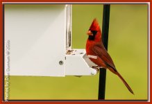 MidMorning Birds-6036-Edit.jpg
