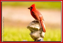MidMorning Birds-6043-Edit.jpg